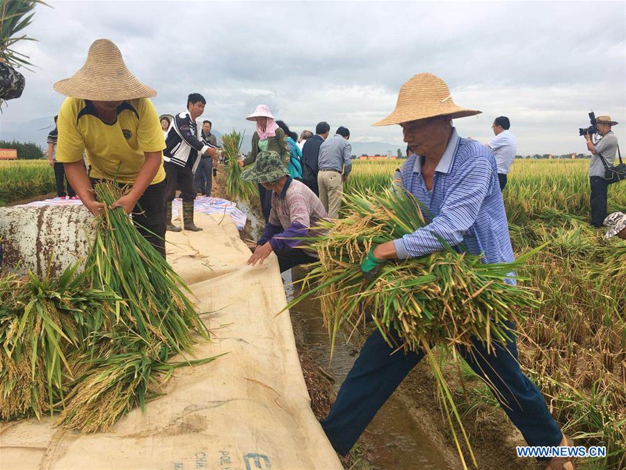 CHINA-YUNNAN-SUPER HYBRID RICE OUTPUT-NEW RECORD (CN)